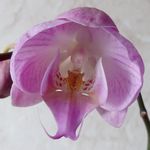 Orchideenblte