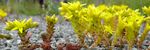 Kalbenstein - Gelbe Blumen