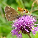 Schmetterling 'Brauner Waldvogel' mit Dickkopffalter auf Distel