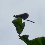 Silhouette der Blaufluegel-Prachtlibelle