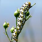 Raupe des Schmetterlings Braunwurz-Moench: wei� mit scharzen Punkten, gelben Flecken und gelbem Kopf
